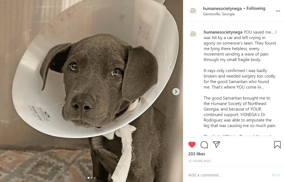 Great Instagram post from Humane Society of Northeast Georgia